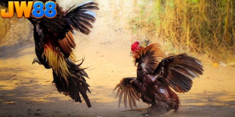 Hệ thống trận đấu cực kỳ đa dạng và phong phú