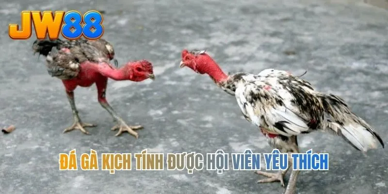 Đá gà kịch tính được hội viên yêu thích