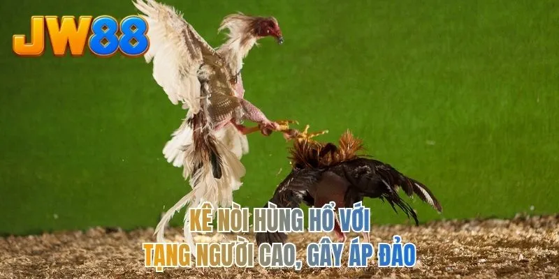 Kê nòi hùng hổ với tạng người cao, gây áp đảo