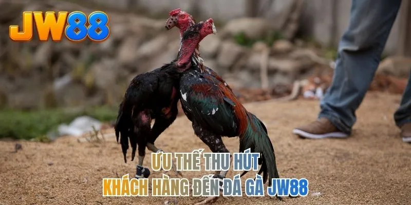 Ưu thế thu hút khách hàng đến đá gà JW88